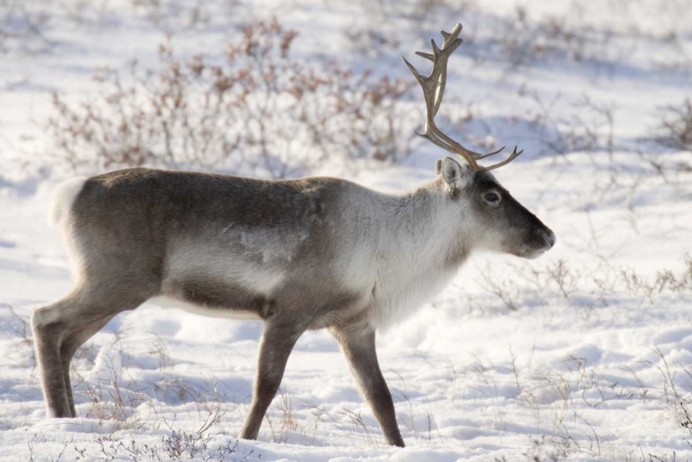 Canada, Manitoba, Caribou in snowy landscape
